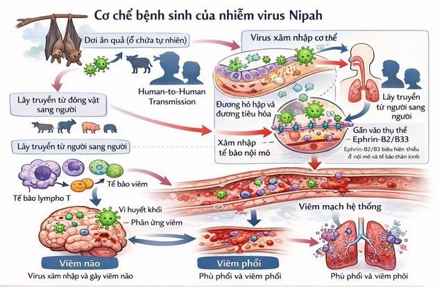 Virus Nipah - cơ chế gây bệnh và các biện pháp phòng ngừa